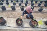 Petani membersihkan tanaman melon yang ditanam dengan menggunakan metode hidroponik di Kecamatan Ratu Agung, Kota Bengkulu, Provinsi Bengkulu, Minggu (05/02/2023). Potensi pertanian hidroponik di wilayah tersebut semakin meluas dan menjadi salah satu sumber penghasilan utama bagi masyarakat setempat. ANTARA FOTO/Muhammad Izfaldi/YU