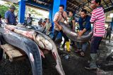 Sejumlah pekerja mengangkut ikan hiu di Pelabuhan Perikanan Samudera Kutaraja, Kota Banda Aceh, Aceh, Rabu (8/2/2023). Kementerian Kelautan dan Perikanan (KKP) memastikan aturan ketat untuk pengendalian perdagangan ikan hiu dan pari untuk menjaga kelestarian spesies yang terancam punah melalui skema perizinan khusus, kuota penangkapan dan ekspor, dan kewajiban pelaporan dokumen angkut untuk hiu dan pari yang masuk daftar spesies terancam punah. (Antara Aceh/FB Anggoro)