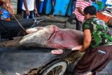 Sejumlah pekerja mengangkut ikan hiu di Pelabuhan Perikanan Samudera Kutaraja, Kota Banda Aceh, Aceh, Rabu (8/2/2023). Kementerian Kelautan dan Perikanan (KKP) memastikan aturan ketat untuk pengendalian perdagangan ikan hiu dan pari untuk menjaga kelestarian spesies yang terancam punah melalui skema perizinan khusus, kuota penangkapan dan ekspor, dan kewajiban pelaporan dokumen angkut untuk hiu dan pari yang masuk daftar spesies terancam punah. (Antara Aceh/FB Anggoro)