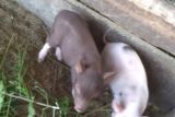 Pemprov NTT larang pengiriman ternak babi antarpulau