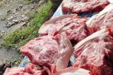 Pembelian daging babi wajib dilakukan di RPH Kota Kupang