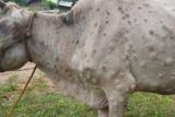 Bintan waspadai penyakit kulit berbenjol pada ternak sapi