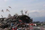 Kawanan burung kuntul putih (babulcus ibis) beterbangan di atas tumpukan sampah Tempat Pembuangan Akhir (TPA) Gampong Jawa, Banda Aceh, Aceh, Selasa (14/2/2023). ANTARA Aceh/Khalis Surry