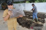 Petugas Dinas Lingkungan Hidup, Kebersihan dan Keindahan memperlihatkan pupuk organik yang telah diolah di Tempat Pembuangan Akhir (TPA), Banda Aceh, Aceh, Selasa (14/2/2023). Antara Aceh/Khalis Surry