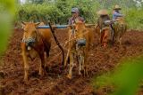 Bajak Lahan Pertanian Dengan Sapi