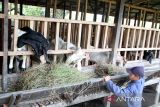 Petani memberikan pakan untuk  kambing di peternakan Kutaraja Aqiqah, Kabupaten Aceh Besar, Aceh, Rabu (15/2/2023).  Kementerian Pertanian mendapat alokasi Kredit  Usaha Rakyat (KUR)  sebesar Rp113 trilun tahun 2023 dan untuk alokasi sektor peternakan sendiri sebesar Rp 14 triliun yang dapat dimanfaatkan bagi pengusaha peternakan dalam upaya pengembangan peternakan. Antara Aceh/Ampelsa.