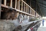 Petani memberikan pakan untuk  kambing di peternakan Kutaraja Aqiqah, Kabupaten Aceh Besar, Aceh, Rabu (15/2/2023).  Kementerian Pertanian mendapat alokasi Kredit  Usaha Rakyat (KUR)  sebesar Rp113 trilun tahun 2023 dan untuk alokasi sektor peternakan sendiri sebesar Rp 14 triliun yang dapat dimanfaatkan bagi pengusaha peternakan dalam upaya pengembangan peternakan. Antara Aceh/Ampelsa.