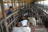 Petani memberikan pakan untuk  kambing di peternakan Kutaraja Aqiqah, Kabupaten Aceh Besar, Aceh, Rabu (15/2/2023).  Kementerian Pertanian mendapat alokasi Kredit  Usaha Rakyat (KUR)  sebesar Rp113 trilun tahun 2023 dan untuk alokasi sektor peternakan sendiri sebesar Rp 14 triliun yang dapat dimanfaatkan bagi pengusaha peternakan dalam upaya pengembangan peternakan. Antara Aceh/Ampelsa.