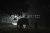 Petugas Balai Konservasi Sumber Daya Alam (BKSDA) Jambi memandu pemindahan gajah Sumatera (Elephas maximus sumatranus) betina bernama Fraksi (33) setibanya di Kebun Binatang Taman Rimba Jambi, Jambi, Selasa (14/2/2023). Fraksi dipindahkan dari PT Wira Karya Sakti, Jambi guna memenuhi kesejahteraan satwa di kebun binatang setempat yang sejak beberapa tahun terakhir hanya memiliki seekor gajah Sumatera jantan bernama Alfa (38). ANTARA FOTO/Wahdi Septiawan/foc.