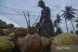 Petani Pilih Kelapa Untuk Kopra