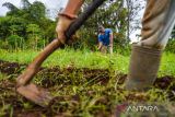 Anggota kelompok tani Disabilitas Tumbuh Mandiri menggarap lahan untuk menanam cabai di Citeureup, Cimahi, Jawa Barat, Kamis (16/2/2023). Kelompok tani yang beranggotakan 26 orang penyandang disabilitas tersebut memanfaatkan tanah kosong untuk bertani guna melatih kemandirian dan upaya ketahanan pangan sehingga bisa meningkatkan kesejahteraan bagi anggotanya. ANTARA FOTO/Raisan Al Farisi/agr
