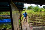 Anggota kelompok tani disabilitas tumbuh mandiri berjalan untuk menggarap lahan di Citeureup, Cimahi, Jawa Barat, Kamis (16/2/2023). Kelompok tani yang beranggotakan 26 orang penyandang disabilitas tersebut memanfaatkan tanah kosong untuk bertani guna melatih kemandirian dan upaya ketahanan pangan sehingga bisa meningkatkan kesejahteraan bagi anggotanya. ANTARA FOTO/Raisan Al Farisi/agr
