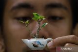 Perajin menunjukan bonsai keshitsubo (bonsai mini) di Surabaya, Jawa Timur, Jumat (17/2/2023). Bonsai mini dengan ukuran 2-10 cm yang dijual dengan harga Rp50 ribu hingga Rp2.5 juta per tanaman tersebut mengalami peningkatan penjualan hingga 40 persen yakni kisaran 6 pohon menjadi 8 pohon per bulan dan berharap kepada pemerintah agar ke depan mendapat pelatihan terkait ekspor karena banyaknya tawaran pembelian dari luar negeri namun terkendala pengiriman dan perizinan. ANTARA Jatim/Rizal Hanafi/ZK
