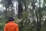 Update helikopter Kapolda Jambi jatuh: Tim evakuasi jalur darat dekati lokasi