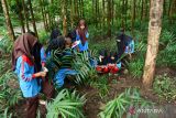  Sejumlah murid SMPN 2 Dagangan mengamati tanaman jahe (Zingiber officinale) saat mengikuti kegiatan belajar dalam rangka penerapan Kurikulum Merdeka dengan tema kearifan lokal di kawasan hutan Segulung, Kabupaten Madiun, Jawa Timur, Jumat (17/2/2023). Kegiatan itu dimaksudkan untuk memperkenalkan pada murid tentang jenis tanaman di wilayah tersebut yang bermanfaat bagi kehidupan masyarakat. ANTARA Jatim/Siswowidodo/zk 