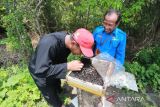 Anggota Kelompok Tani Hutan (KTH) Taman CemaraKu melihat kondisi madu trigona di desa Cemara Kulon, Losarang, Indramayu, Jawa Barat, Selasa (21/2/2023). Pemdes Cemara Kulon bekerja sama dengan KTH Taman CemaraKu untuk membudidayakan madu trigona di kawasan hutan mangrove sebagai upaya meningkatkan nilai ekonomi dari hutan mangrove tanpa merusak ekosistem. ANTARA FOTO/Dedhez Anggara/agr