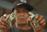 Warga menunjukkan tukik atau anak penyu hijau (Chelonia mydas) yang berhasil ditetaskan di Penangkaran Tapak Padri Kota Bengkulu, Provinsi Bengkulu, Selasa (21/2/2023). Telur Penyu yang berhasil ditetaskan tersebut merupakan hasil penyelamatan oleh nelayan pada Desember 2022. ANTARA FOTO/Muhammad Izfaldi/Lmo/nym.