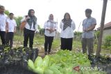 Pemkot Palu: Demplot bisa hasilkan pangan bergizi cegah stunting