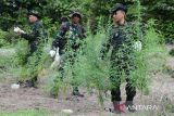 Personil gabungan Badan Narkotika Nasional (BNN) provinsi Aceh bersama  TNI dan Polri  mencabut  tanaman ganja untuk dimusnahkan di kawasan pegunungan Indrapuri, Kabupaten Aceh Besar, Aceh, Rabu (22/2/2023). Dalam operasi tersebut, BNN provisi Aceh memusnahkan seluas 2,5 hektare tanaman ganja siap panen berumur sekitar dua bulan dengan jumlah sekitar 18.000 batang dengan cara dibakar, sedangkan pemilik tanaman ganja tersebut tidak berhasil ditangkap. ANTARA FOTO/Ampelsa.