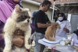 Vaksinator menimbang berat badan kucing dalam rangkaian Hari Rabies Sedunia di Kabupaten Ciamis, Jawa Barat, Rabu (22/2/2023). Dinas Peternakan dan Perikanan Kabupaten Ciamis menggelar vaksinasi rabies gratis untuk hewan peliharaan dalam rangka mewujudkan program Pemerintah menuju Indonesia bebas rabies 2030. ANTARA FOTO/ Adeng Bustomi/agr