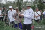 Bupati OKU jadikan Desa Karya Jaya sentra cabai merah