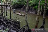 Seorang warga mendayung sampan di tengah hutan mangrove Kuala Langsa di Kota Langsa, Aceh, Jumat (24/2/2022). Hutan Mangrove Kuala Langsa dengan luas 8.000 hektare menjadi salah satu ikon kota langsa sebagai daya tarik ekowisata, konservasi, dan penelitian, karena memiliki 32 jenis pohon mangrove yang berperan penting sebagai habitat aneka hewan seperti ikan, kepiting, burung, monyet, dan reptil.  (ANTARA FOTO/FB Anggoro)