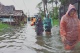 Hujan deras hingga Sabtu pagi, banjir Pekalongan meluas ke 3 kecamatan