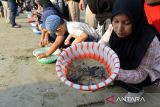 Pengunjung melepaskan  tukik belimbing (Dermochelys coriacea) di perarian pantai wisata, Lhoknga, kabupaten Aceh Besar, Aceh, Sabtu (25/2/2023). Yayasan Seulanga Aceh bersama pengunjung dan anak anak melepaskan sebanyak 75 ekor tukik belimbing dalam rangka menjaga kelestarian biota laut yang dilindungi khususnya penyu dari ancaman kepunahan. ANTARA FOTO/Ampelsa.