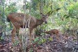 PT Timah tangkarkan rusa sambar di kawasan bekas tambang