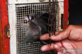 Pekerja topeng monyet berinteraksi dengan kera ekor panjang (Macaca fascicularis) saat penyerahan ke Balai Besar Konservasi Sumber Daya Alam (KSDA) Jawa Timur di Kertosari, Geger, Kabupaten Madiun, Jawa Timur, Rabu (1/3/2023). Balai Besar KSDA Jawa Timur menerima penyerahan 23 kera ekor panjang dari pekerja topeng monyet di desa tersebut, dan selanjutnya akan dilepasliarkan di Suaka Margasatwa Nusa barong Jember setelah menjalani proses perawatan dan rehabilitasi di Bandung. ANTARA Jatim/Siswowidodo/zk