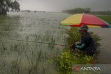 Warga memancing di areal persawahan yang terendam banjir di Kabupaten Karawang, Jawa Barat, Kamis (2/3/2023). Pemerintah Kabupaten Karawang menyatakan sekitar dua hingga tiga ribu hektare areal sawah dengan usia tanam padi sekitar 10 sampai 20 hari tanam rusak dan terendam akibat banjir yang melanda sejak senin (27/2) lalu. ANTARA FOTO/Novrian Arbi/agr