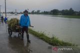 Warga membawa tanaman kangkung yang  rusak akibat terendam banjir di Kabupaten Karawang, Jawa Barat, Kamis (2/3/2023). Pemerintah Kabupaten Karawang menyatakan sekitar dua hingga tiga ribu hektare areal sawah dengan usia tanam padi sekitar 10 sampai 20 hari tanam rusak dan terendam akibat banjir yang melanda sejak senin (27/2) lalu. ANTARA FOTO/Novrian Arbi/agr