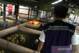 Petugas Dinas Pertanian Bidang Kesehatan Hewan menyemprotkan disinfektan di Sentra pembibitan itik di Desa Mamar, Kabupaten Hulu Sungai Utara, Kalimantan Selatan, Kamis (2/3/2023). Dinas Pertanian Kabupaten Hulu Sungai Utara memberikan vitamin, penyemprotan disinfektan dan vaksinasi serta melakukan monitoring ke sejumlah peternak unggas sebagai upaya pencegahan dan kewaspadaan munculnya kasus flu burung di perternakan unggas di Kalsel. ANTARA/Bayu Pratama S.