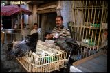 Guru Besar: Penularan flu burung ke manusia jarang terjadi namun tetap berisiko