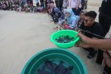 Pegiat dari Komunitas Konservasi Penyu Lampuuk mempersiapkan tukik lekang (Lepidochlys olivacea) untuk dilepasliarkan di Pantai Lampuuk, Aceh Besar, Aceh, Jumat (3/3/2023). Antara Aceh/Khalis Surry