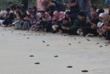 Komunitas Konservasi Penyu Lampuuk bersama wisatawan melepasliarkan tukik lekang (Lepidochlys olivacea) di Pantai Lampuuk, Aceh Besar, Aceh, Jumat (3/3/2023). Antara Aceh/Khalis Surry