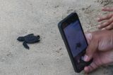 Tukik lekang (Lepidochlys olivacea) yang berhasil ditetaskan secara semi alamiah berjalan menuju Pantai Lampuuk, Aceh Besar, Aceh, Jumat (3/3/2023). Antara Aceh/Khalis Surry