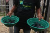 Pegiat dari Komunitas Konservasi Penyu Lampuuk mempersiapkan tukik lekang (Lepidochlys olivacea) untuk dilepasliarkan di Pantai Lampuuk, Aceh Besar, Aceh, Jumat (3/3/2023). Antara Aceh/Khalis Surry