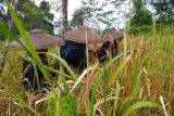 Kegembiraan warga Badui kala panen padi huma