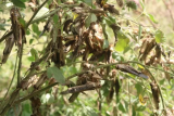 Pemprov dukung petani Sumba substitusi tanaman terserang hama belalang