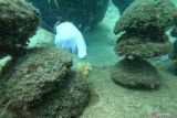 Pegiat lingkungan dari Yayasan Coral Oasis menunjukkan terumbu karang tumbuh yang ditanam sejak 2019 lalu dengan metode bioreeftek di Pantai Teupin Sirkui, Iboih, Kota Sabang, Aceh, Minggu (5/3/2023). Antara Aceh/Khalis Surry