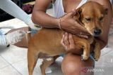 Petugas dari Dinas Pertanian Kota Denpasar menyuntikkan vaksin anti rabies pada seekor anjing saat program vaksinasi rabies gratis di Denpasar, Bali, Senin (6/3/2023). Pelayanan vaksinasi rabies dari pintu ke pintu yang digelar oleh Pemerintah Kota Denpasar tersebut menargetkan dapat memvaksinasi 30 ribu ekor anjing untuk mencegah penularan rabies. ANTARA FOTO/Nyoman Hendra Wibowo/wsj.
