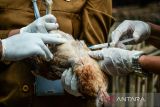 Dokter hewan menyuntikkan vaksin ND+AI inaktif kepada seekor ayam di Kantor Dinas Ketahanan Pangan dan Pertanian (DKPP) Kota Bandung, Jawa Barat, Senin (6/3/2023). DKPP Kota Bandung melakukan vaksinasi dan memberikan vitamin kepada unggas milik kelompok peternak sebagai upaya pencegahan serta kewaspadaan kasus penularan flu burung di Kota Bandung. ANTARA FOTO/Raisan Al Farisi/agr