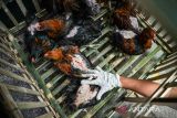 Dokter hewan mengambil seekor ayam untuk disuntikkan vaksin ND+AI inaktif  di Kantor Dinas Ketahanan Pangan dan Pertanian (DKPP) Kota Bandung, Jawa Barat, Senin (6/3/2023). DKPP Kota Bandung melakukan vaksinasi dan memberikan vitamin kepada unggas milik kelompok peternak sebagai upaya pencegahan serta kewaspadaan kasus penularan flu burung di Kota Bandung. ANTARA FOTO/Raisan Al Farisi/agr