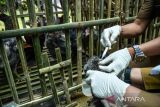 Dokter hewan menyuntikkan vaksin ND+AI inaktif kepada seekor ayam di Kantor Dinas Ketahanan Pangan dan Pertanian (DKPP) Kota Bandung, Jawa Barat, Senin (6/3/2023). DKPP Kota Bandung melakukan vaksinasi dan memberikan vitamin kepada unggas milik kelompok peternak sebagai upaya pencegahan serta kewaspadaan kasus penularan flu burung di Kota Bandung. ANTARA FOTO/Raisan Al FarisiANTARA FOTO/RAISAN AL FARISI (ANTARA FOTO/RAISAN AL FARISI)