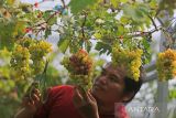 Pembudidaya anggur Juli Santoso merawat tanaman anggur di desa Tegalurung, Indramayu, Jawa Barat, Selasa (7/3/2023). Sekitar 20 jenis tanaman anggur dibudidayakan dengan memanfaatkan lahan sempit di pemukiman tersebut dan dijual mulai Rp100 ribu hingga Rp2 juta per tanaman tergantung jenis bibit anggur. ANTARA FOTO/Dedhez Anggara/agr