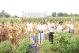 Gubernur bersama petani di Pulau Sumba penen jagung seluas 30 ha