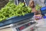 Pekerja mengemas sayur salad yang sudah dipanen menggunakan sistem hidroponik di Dusun Cilame, Kabupaten Ciamis, Jawa Barat, Senin (6/3/2023). Dalam sepekan petani milenial mampu memanen selada sebanyak 130 kilogram dengan harga jual Rp17 ribu per kilogram dan omzet yang didapat mencapai Rp2.3 juta per minggu. ANTARA FOTO/Adeng Bustomi/agr
