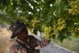 Agrowisata Kebun Anggur di Palu