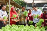 Kualitas sayuran hidroponik Kediri semakin bagus
